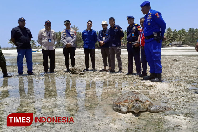 Pelepasliaran 4 ekor penyu oleh Ditpolairud Polda NTT didmpingi Kapolres Sumba Timur AKBP Fajar W.S di Pantai wisata Walakiri. (FOTO:Habibudin/TIMES Indonesia)