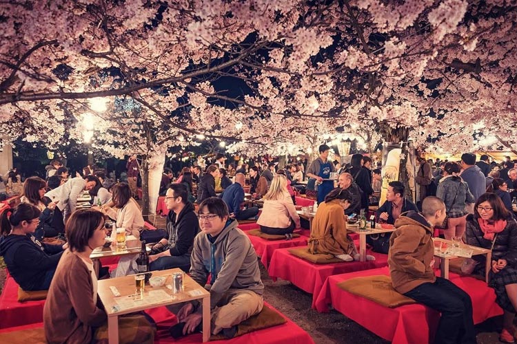 Festival Hanami Jepang yang memiliki makna melihat bunga dan di zaman modern ini diadakan untuk hal yang ramai dengan duduk-duduk berkumpul di antara pohon sakura (Foto: id.pinterest.com/TIMES Indonesia)