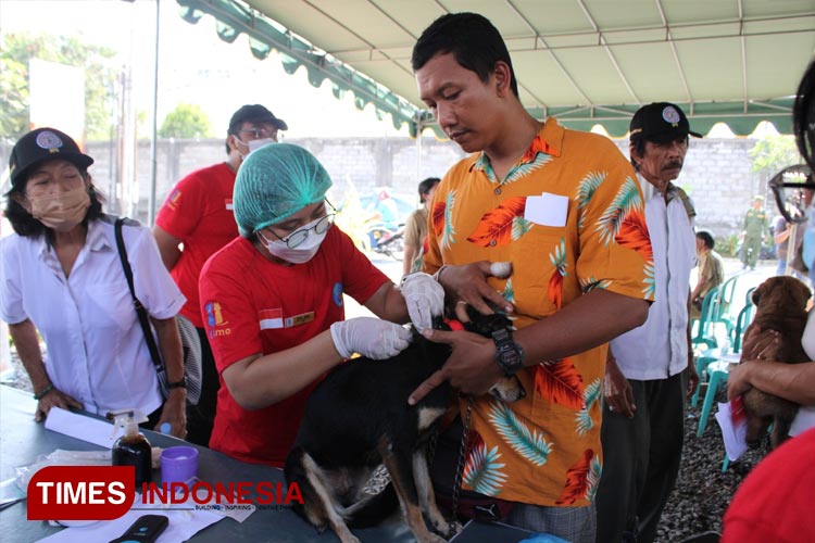 Inovasi pemasangan microchip pada anjing atau Gochip Unified Digital Identity (GUDI) oleh Desa Sanur Kaja. (Foto: Humas Pemkot Denpasar)