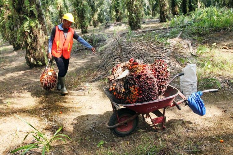 Konflik Agraria di Seruyan, GMNI: Negara Harus Berpihak pada Warga