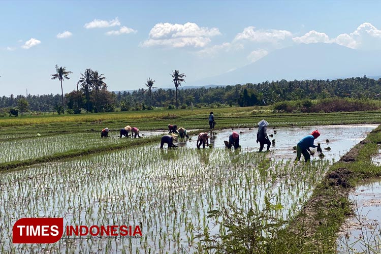 Area persawahan di daerah Pakis, Kecamatan Kabat, Banyuwangi, Jawa Timur. (FOTO: Fazar Dimas/TIMES Indonesia)