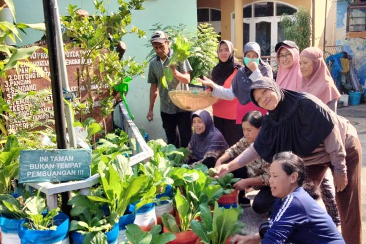 Kegiatan Panen Sayuran yang dilaksanakan Warga Kampung Palem Eco Green. (Foto: BRI) 