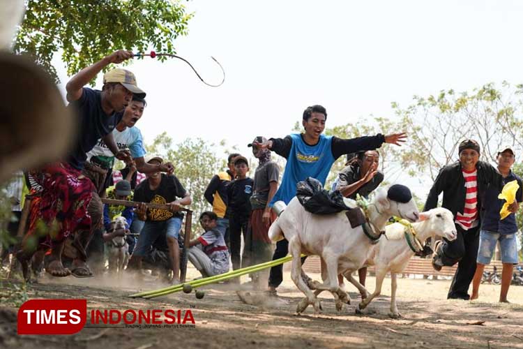 Karapan-Kambing-2.jpg