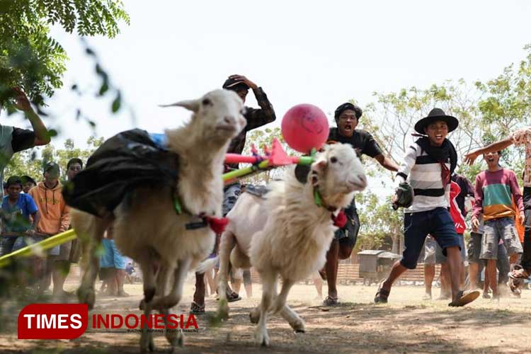 Unik dan Meriah, Karapan Kambing di Kelurahan Jrebeng Kulon Kota Probolinggo