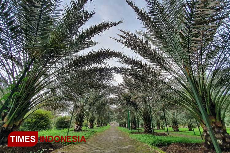 Wisata Kebun Kurma Pasuruan, Wisata Kurma Pertama di Indonesia