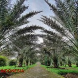 Wisata Kebun Kurma Pasuruan, Wisata Kurma Pertama di Indonesia