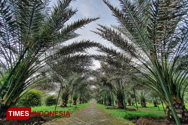 The Midlle Eastern ambiance at Kebun Kurma Pasuruan. (Photo: Robert/TIMES Indonesia)