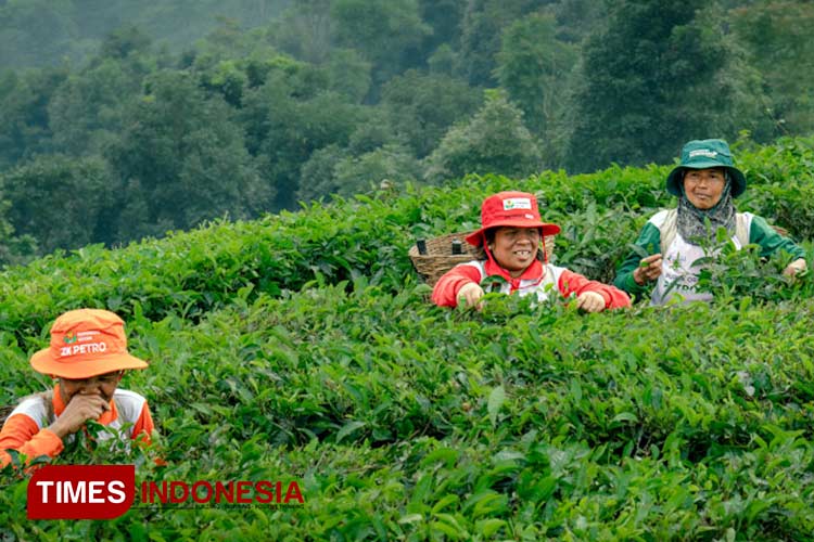 Program Makmur dijalankan dalam pendampingan ke petani (Foto: Akmal/TIMES Indonesia).