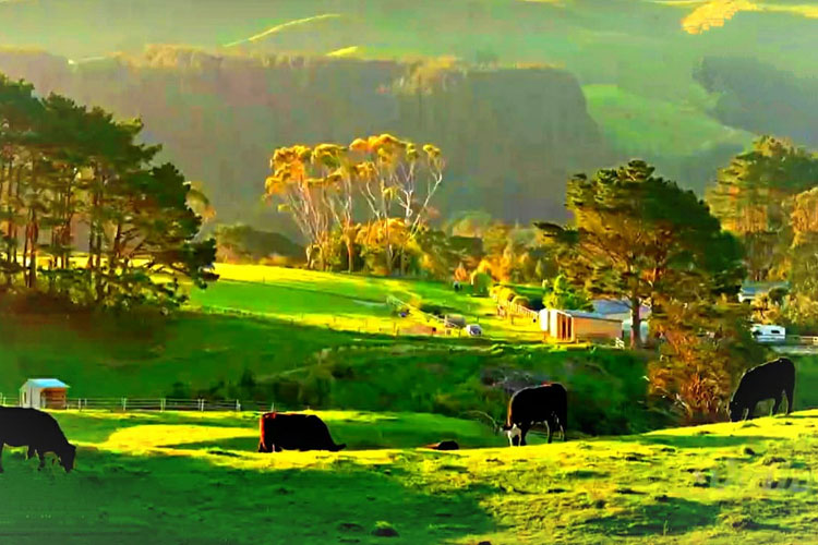 Hijaunya padang rumput yang ada di Selandia Baru yakni salah satu negara penghasil susu sapi terbaik di dunia (Foto: id.pinterest.co.id/TIME Indonesia)
