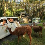 7 Wisata Kebun Binatang Terbaik, Nomor 1 Ada di Pasuruan!