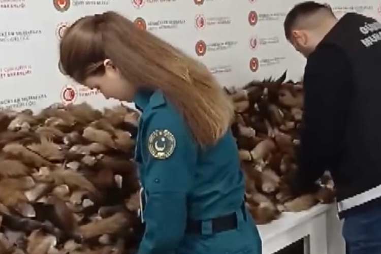 Sebanyak 10 Ribu Potong Bagian Ekor Serigala Diselundupkan ke Turki