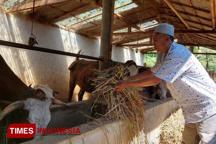 Petani sekaligus peternak asal Dusun Pandan, Desa Kembiritan, Kecamatan Genteng, Banyuwangi, Jawa Timur, Bakuh Fiar Akbar, memberi makan sapi miliknya. (FOTO: Anggara Cahya/TIMES Indonesia)