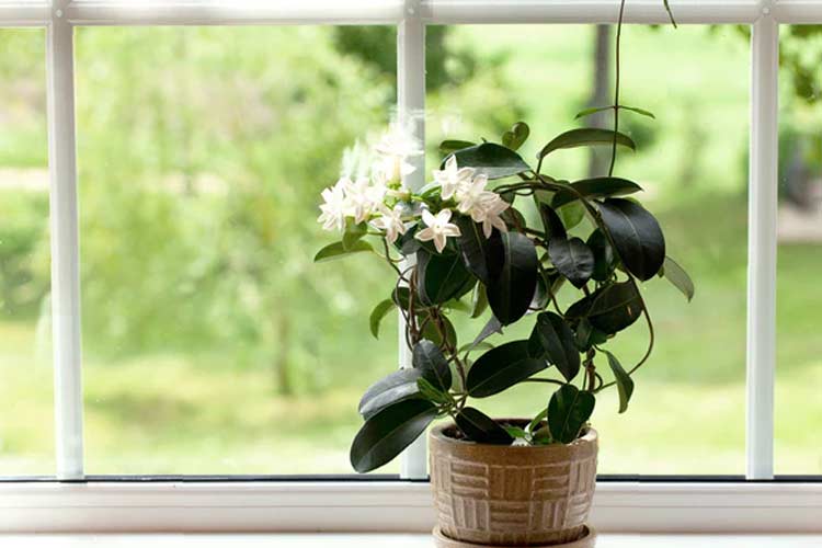10 Tanaman Aromatik yang Mengubah Rumah Anda Menjadi Surga Harum