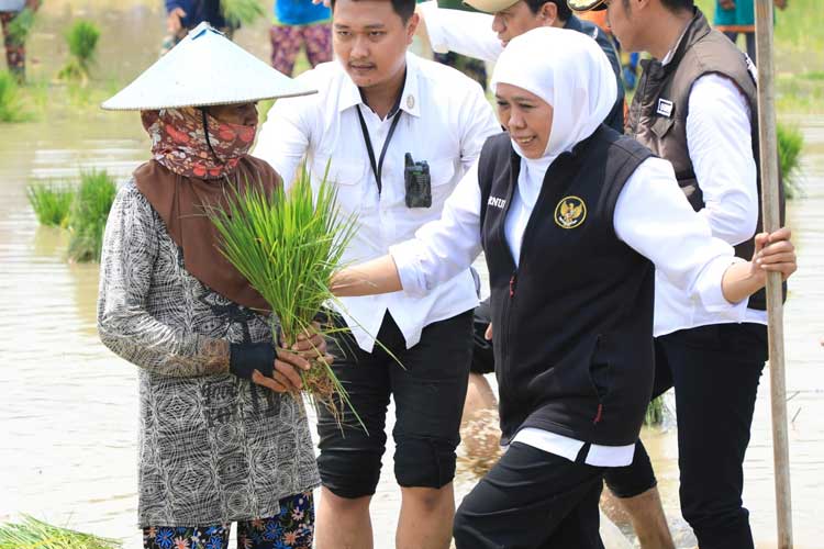 Khofifah-Tanam-Padi-2.jpg