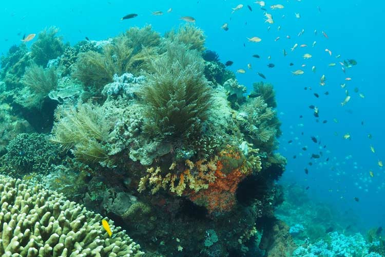 konservasi-maritim-dan-laut-yang-eksotis.jpg