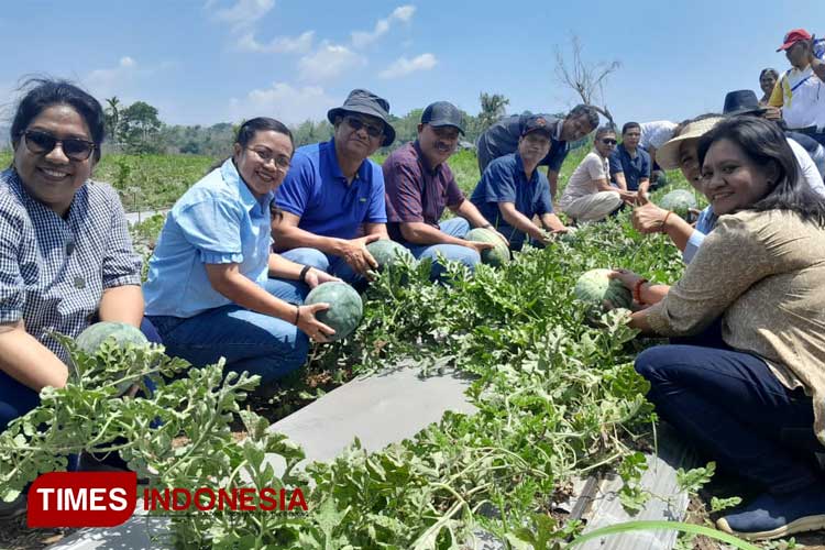 Bupati Sumba Timur Khristofel Praing saat panen semangka di BBU Lewa bersama sejumlah Kadis. (FOTO: Habibudin/TIMES Indonesia)