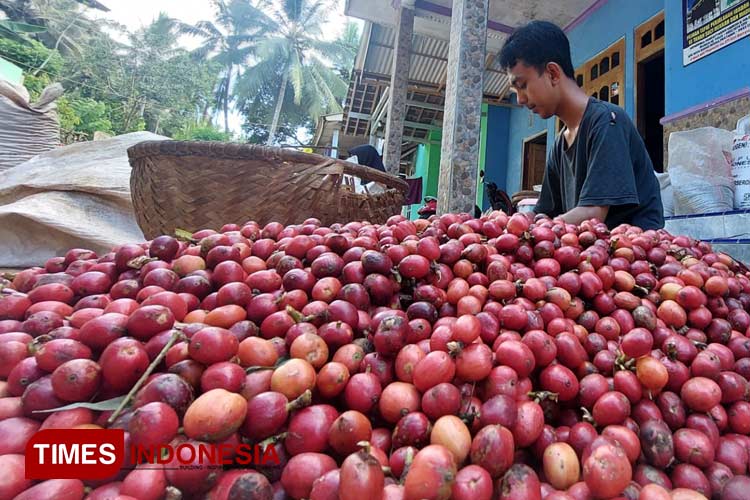 Hasil panen kopi petik merah di kebun kopi rakyat Kelurahan Gombengsari, Kecamatan Kalipuro, Banyuwangi, Jawa Timur. (FOTO : Anggara Cahya /TIMES Indonesia)