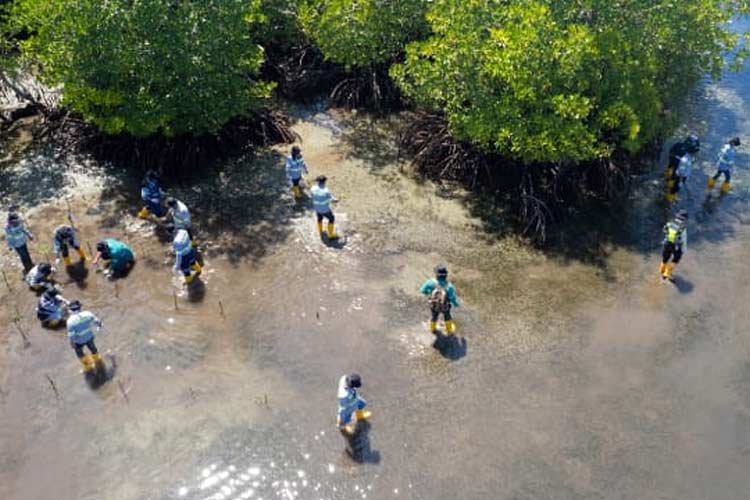 Ikut Jaga Kelestarian Lingkungan di Pulau Obu, Harita Nickel Tanam Mangrove di Desa Soligi