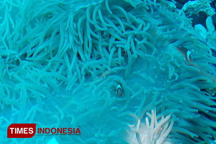 Coral-House-Pantai-b.jpg