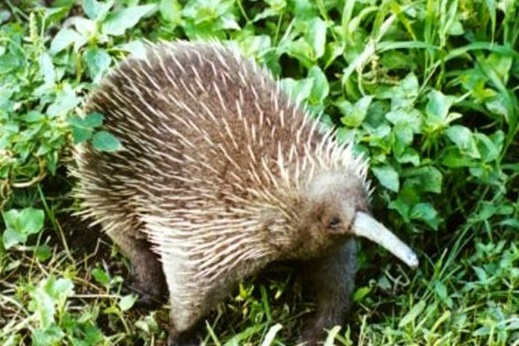 Echidna-Paruh-Panjang-b.jpg