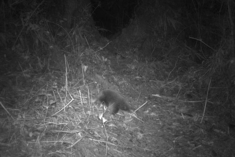 Seekor Echidna Paruh Panjang Attenborough tertangkap kamera jebak sedang beraktivitas di Pegunungan Cyclops, Papua. (FOTO: ANTARA/HO-BRIN).