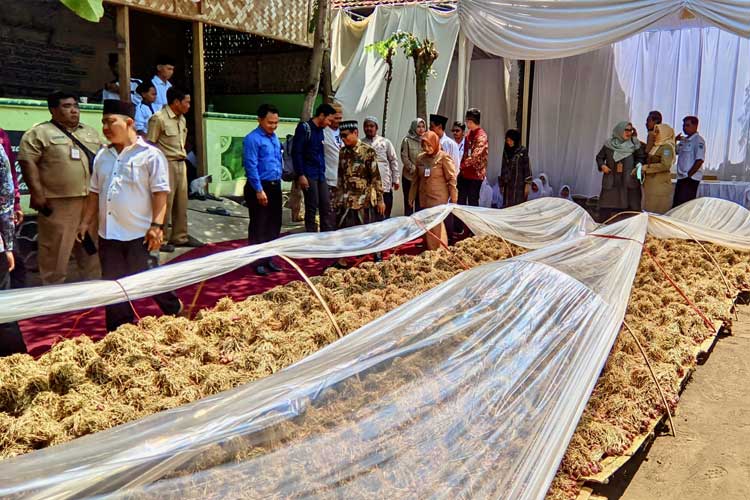 Inovasi Pertanian Ponpes Raudlatul Muta'allimien Kota Probolinggo Sukses Panen Bawang Merah Berkualitas Tinggi.