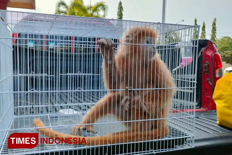 Langka Dan Berharga Lutung Jawa Bulu Emas Diselamatkan Polres Probolinggo Times Indonesia