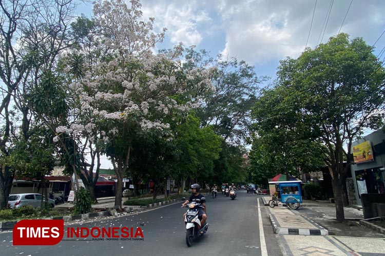 Pohon Tabebuya Mulai Bermekaran, Bikin Kota Malang Makin Cantik - TIMES ...