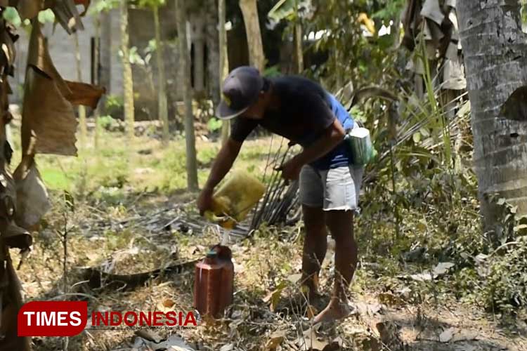 Kemarau Panjang Penderes Di Banyuwangi Keluhkan Hasil Air Nira Menurun Times Indonesia