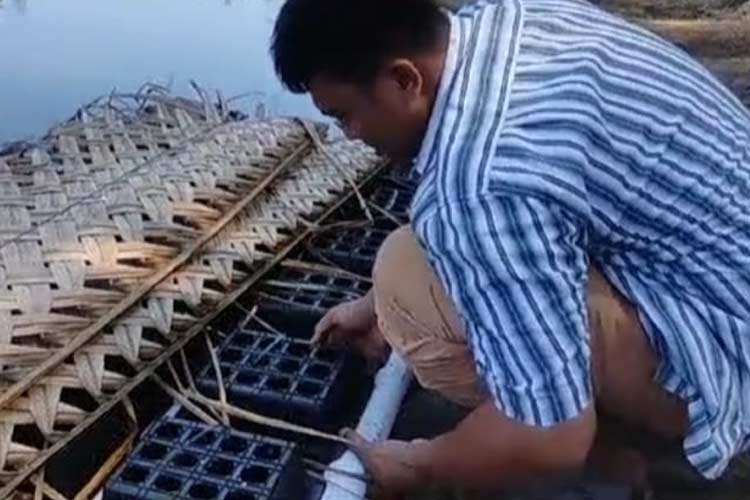Pembudidayaan kepiting bakau di CMC Tiga Warna Malang oleh tim dosen dan mahasiswa UB. (Ist)