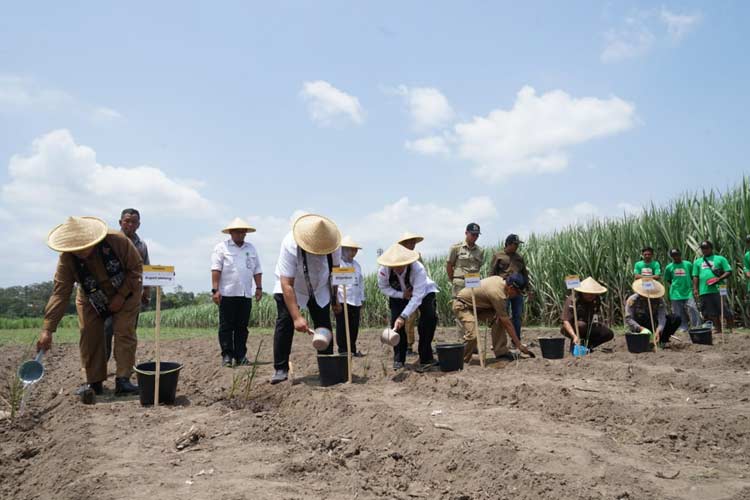 penanaman-Varietas-Tebu-Pringu.jpg