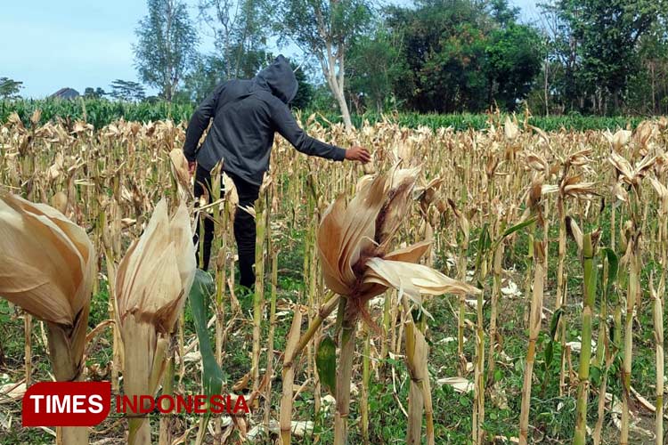 Salah satu warga melihat jagung Hasan Saudi yang telah dipanen maling. (Foto: Rizky Putra Dinasti/TIMES Indonesia)