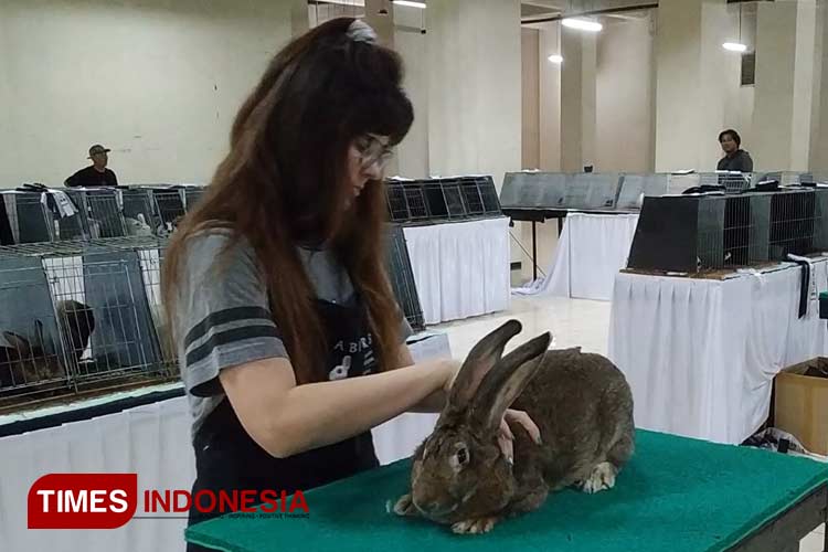 Ratusan Ekor Kelinci Ambil Bagian dalam Kediri Rabbit Show 2023