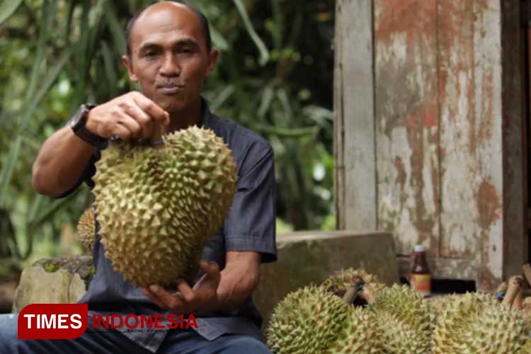 Phonska Plus, Resep Sejahtera Petani Durian Songgon Banyuwangi - TIMES ...