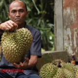 Phonska Plus, Resep Sejahtera Petani Durian Songgon Banyuwangi