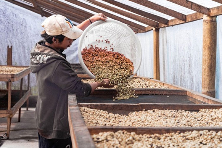 Kunjungan ke salah satu mitra The Cold Crafters dan menyaksikan proses pengeringan biji kopi yang sangat dipengaruhi oleh faktor alam.