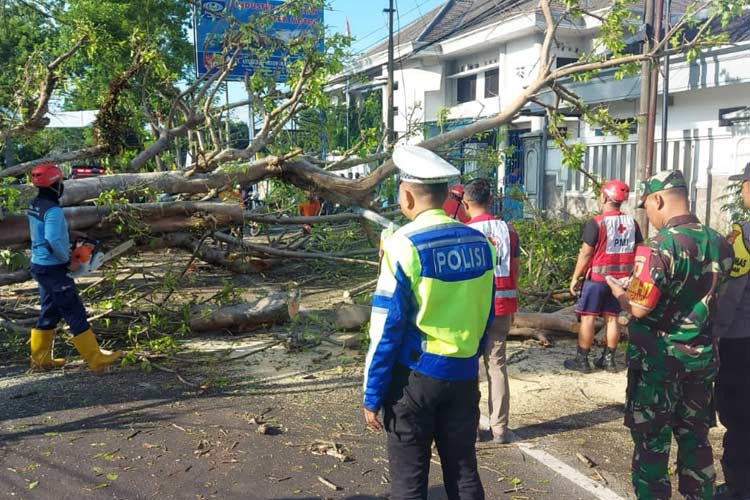 Pohon tumbang di jalan Raya Pakisaji, Kabupaten Malang, sebelum dievakuasi petugas ke RSUD Kanjuruhan, Minggu (3/12/2023). Dalam peristiwa ini dua orang meninggal dunia di tempat kejadian. (foto: dok Polres Malang)