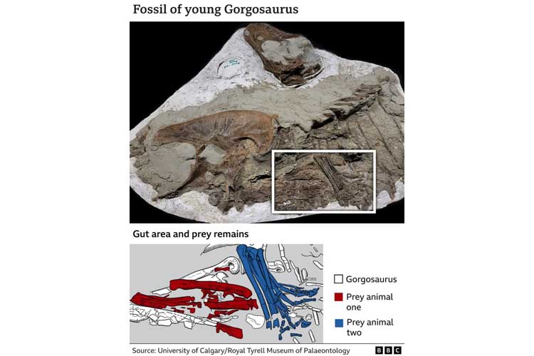 Begini Pola Makan Fosil Tyrannosaurus Berusia 75 Juta Tahun