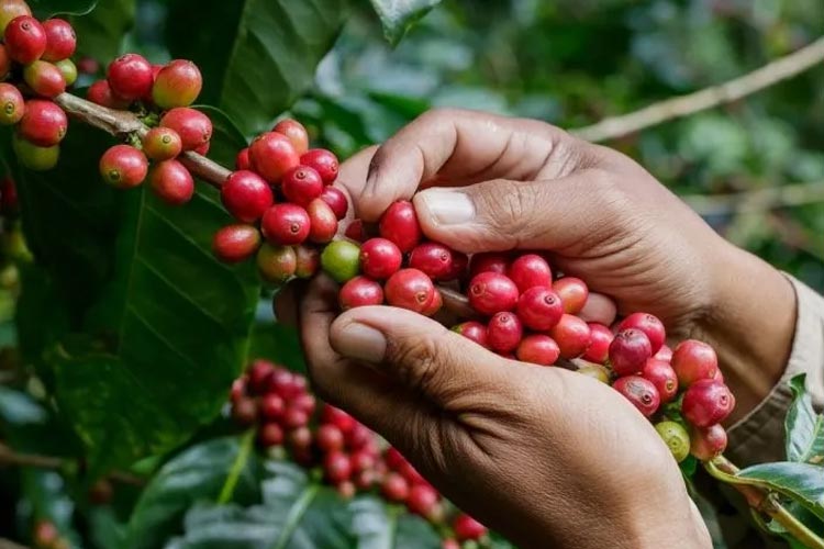 Festival Kopi Nusantara di Malang menghadirkan pameran kopi dari berbagai wilayah di Indonesia. Acara ini berlangsung pada tanggal 21-24 Desember 2023. (foto: Puslit Koka) 