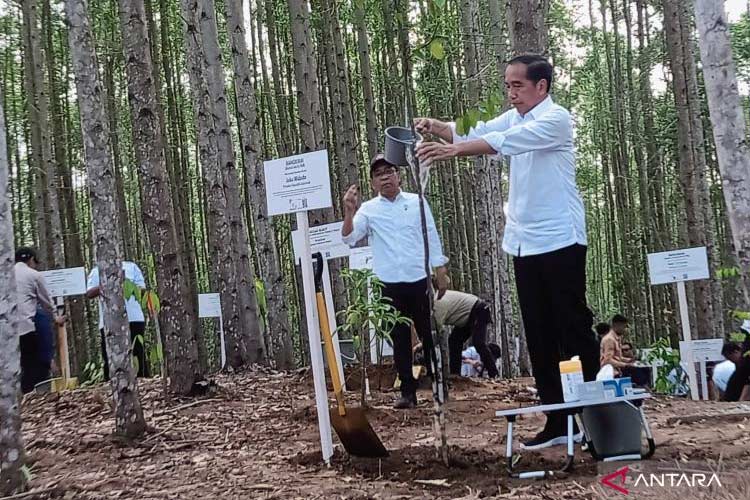 Presiden RI Jokowi menyiram pohon yang ditanam di kawasan Hunian Hutan Tropis yang berlokasi di Glamping Kota Nusantara Kecamatan Sepaku, Kabupaten Penajam Paser Utara, Provinsi Kalimantan Timur, Rabu (20/12/2023) (FOTO: ANTARA/Nyaman Bagus Purwania)