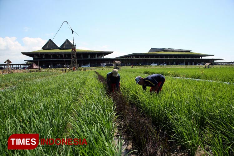 Internasional-Banyuwangi.jpg