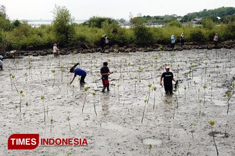Penanaman mangrove di Pulau Mengare Kecamaran Bungah (FOTO: Akmal/TIMES Indonesia).
