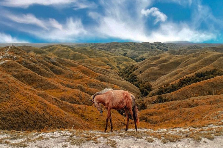 Enchanting Hills of East Sumba: A Journey to Nature's Beauty