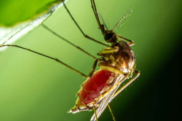 Ilustrasi nyamuk Aedes aegypti penyebab demam berdarah (FOTO: pexels.com)