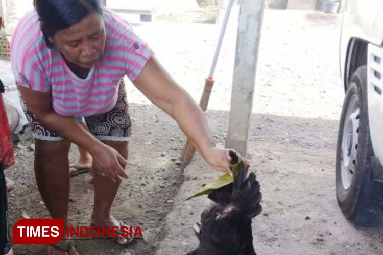 Tradisi Unik di Pacitan, Memutar Ayam untuk Membuatnya Betah di Rumah
