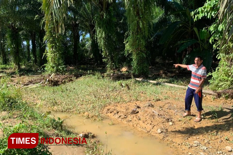 Salah seorang warga petani menunjuk lahan perkebunan kelapa sawit terimbas limbah lumpur, Babahrot, Abdya, Aceh. (Foto: Marzuki/TIMES Indonesia)
