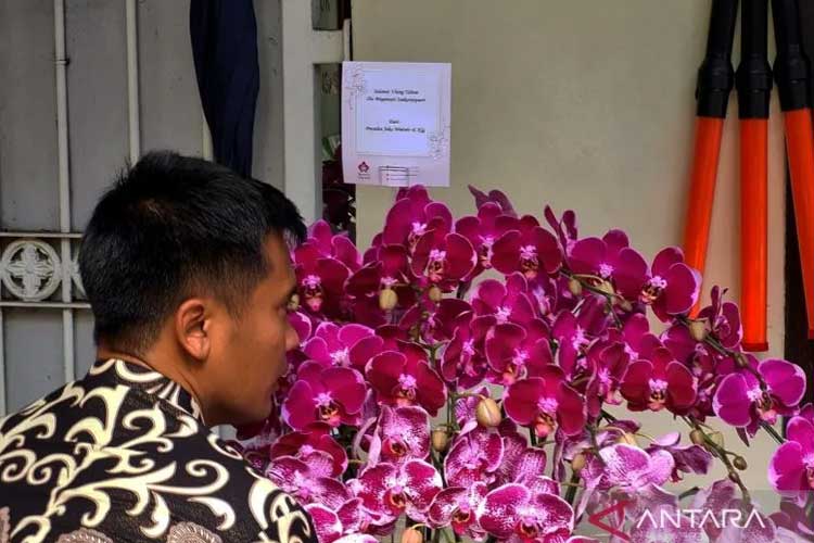 Jokowi Berikan Anggrek Bulan Ungu untuk Megawati, Apa Maknanya?