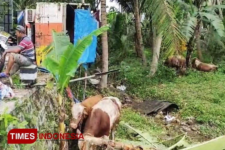 Truk pengangkut sapi mengalami kecelakaan saat melintasi jalan Desa Bangunsari menuju Sedeng, Pacitan. (FOTO: Yusuf Arifai/TIMES Indonesia) 