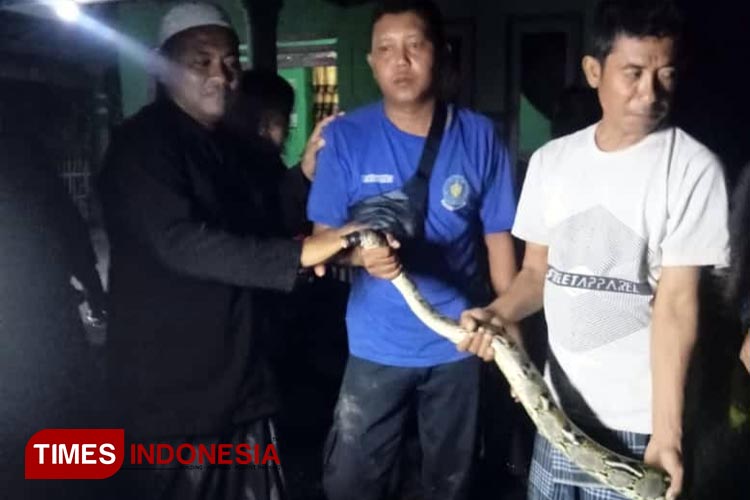 Ular piton sepanjang 3 meter yang ditemukan di atap dapur milik pasutri Amir Mahmud dan Rodiyah, warga Desa Tanjungrejo, Tongas, Kabupaten Probolinggo (Foto: Buradianto for TIMES Indonesia)