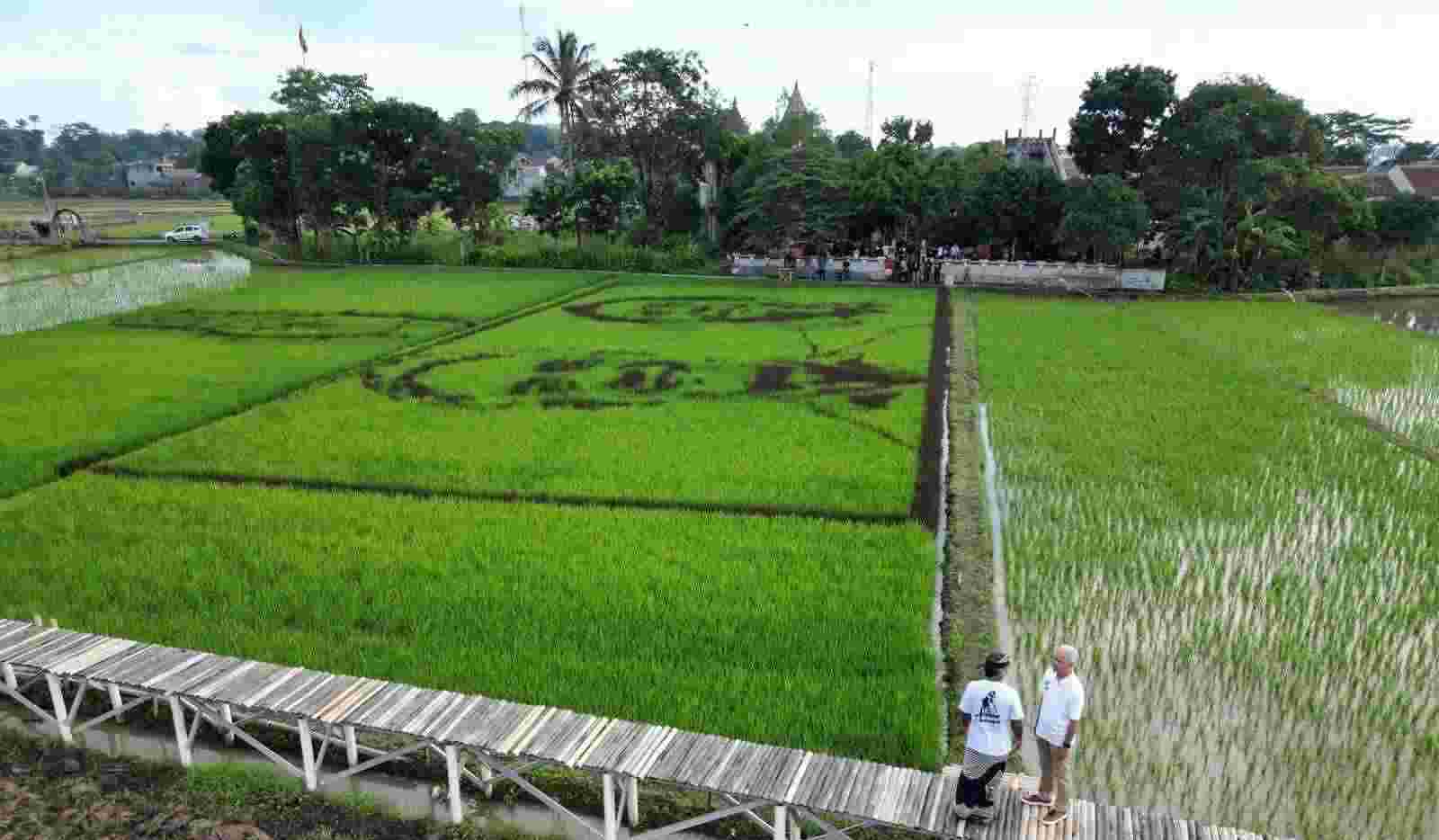 Seniman dari komunitas Pari Curek, membuat tanam padi bergambar Ganjar-Mahfud di Desa Bergas Lor, Kelurahan Bergas, Kabupaten Semarang.